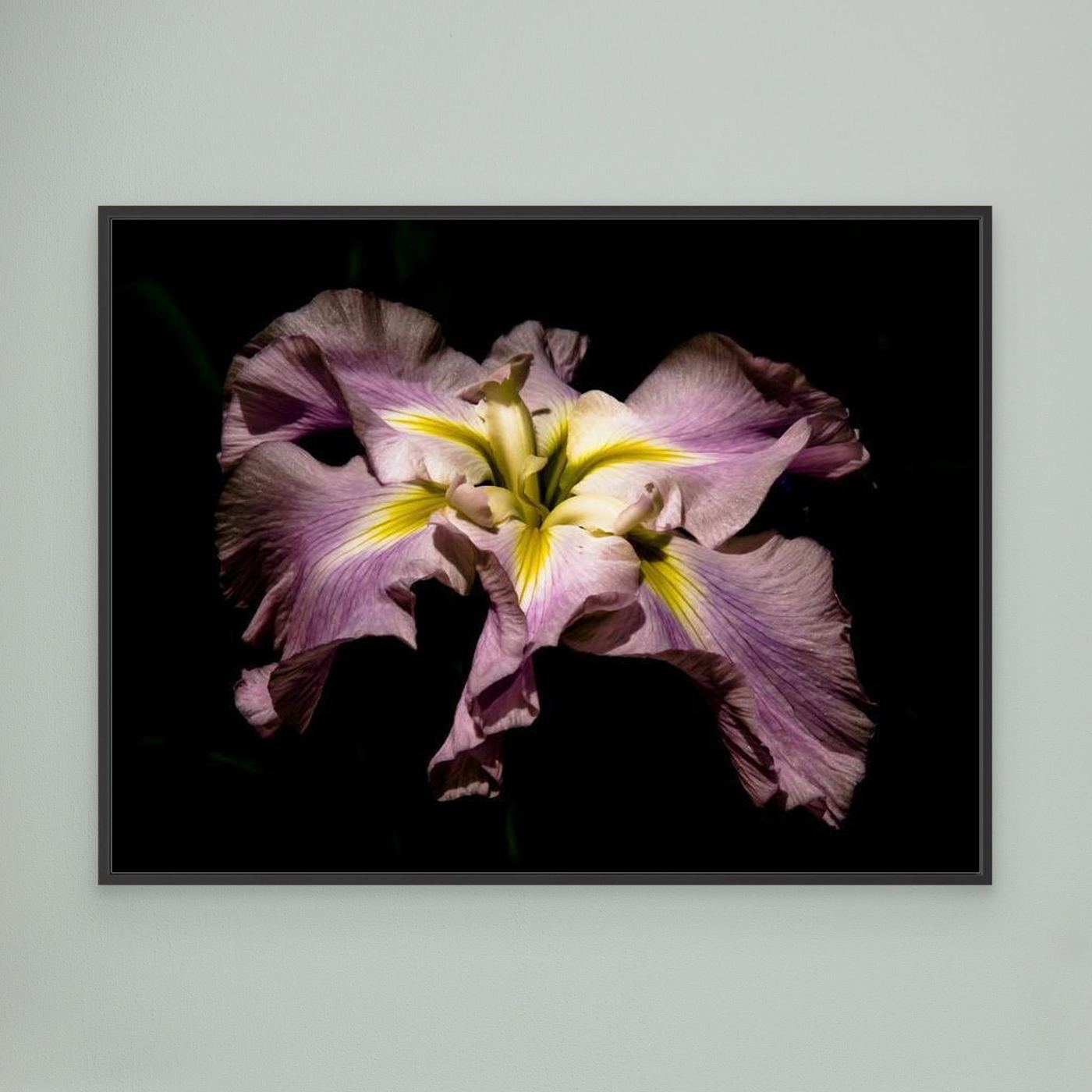 Iris Portland