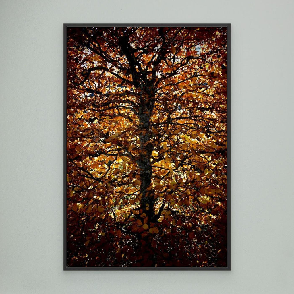 Avenbok Hornbeam