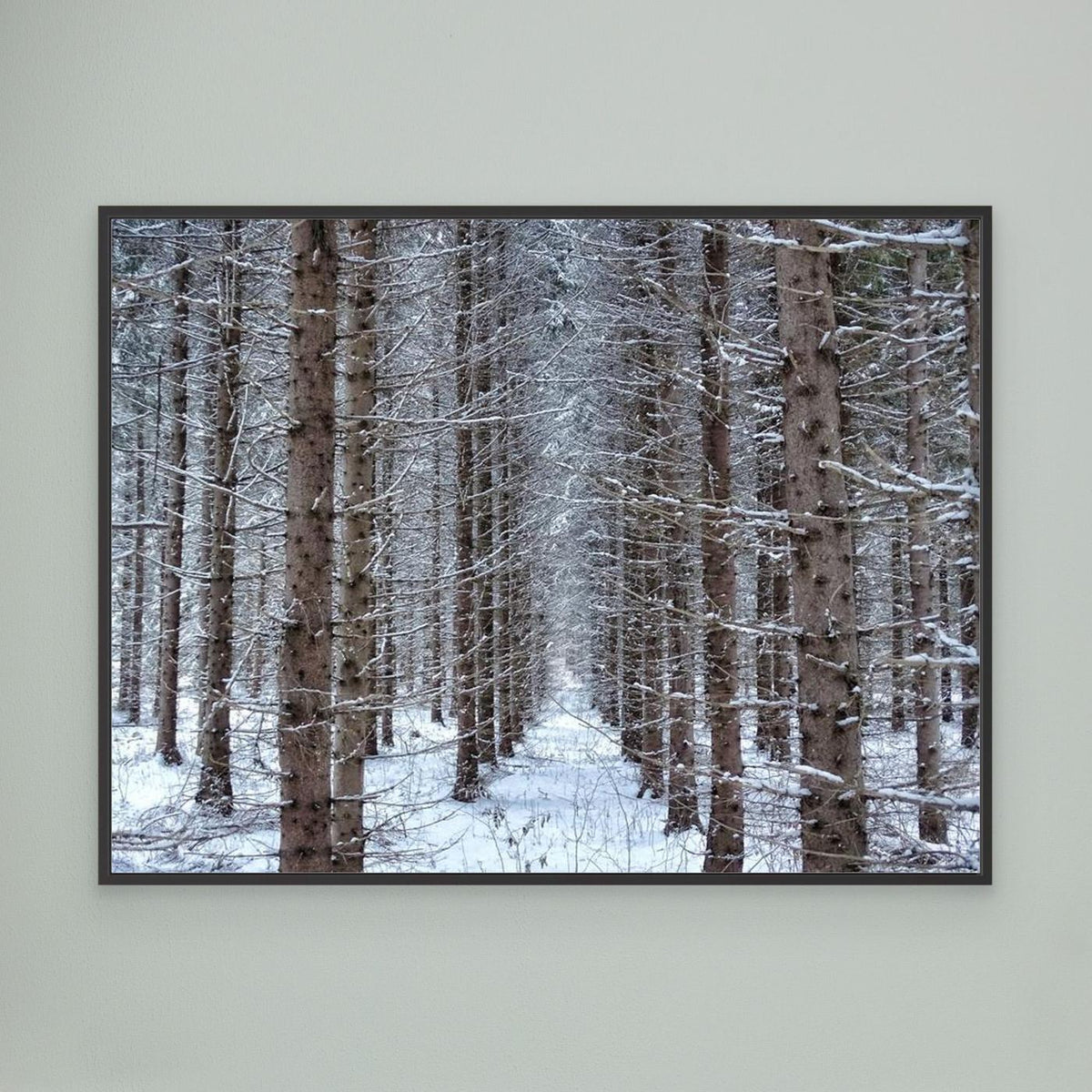 Forest field II