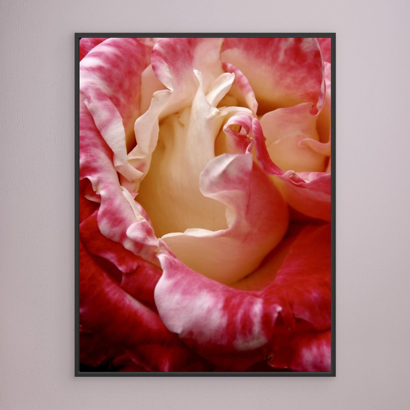 Ros Portland Rose