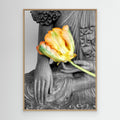 Budda Tulip