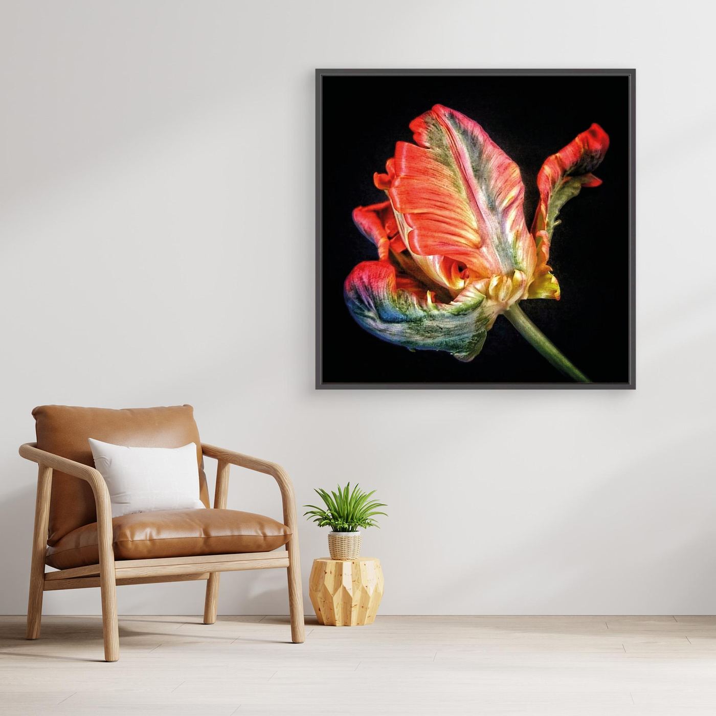 Tulpan Parrot Tulip