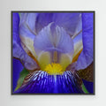 Blå Iris Blue