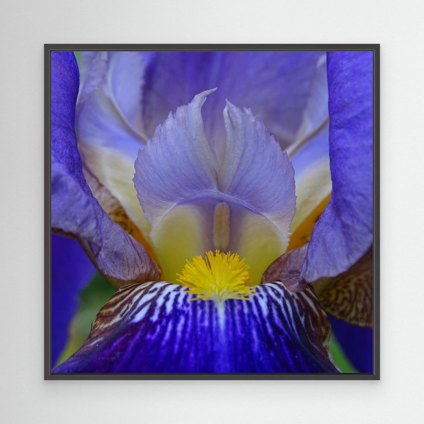 Blå Iris Blue