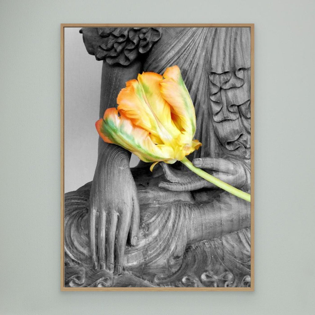 Budda Tulip