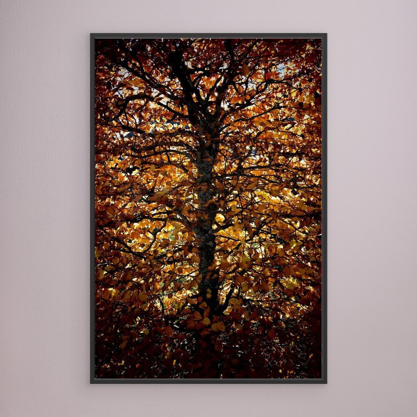 Avenbok Hornbeam