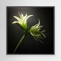 Amaryllis Evergreen