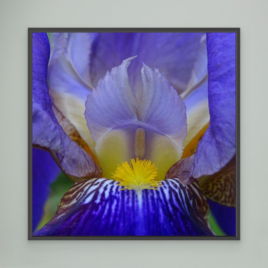 Blå Iris Blue