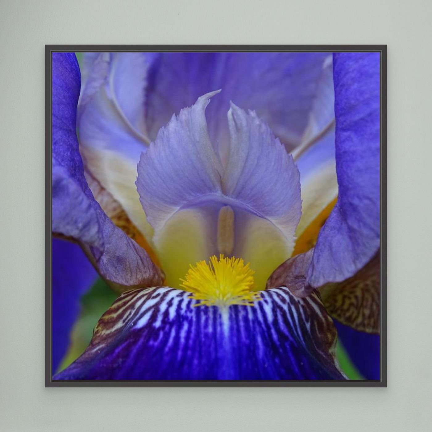 Blå Iris Blue