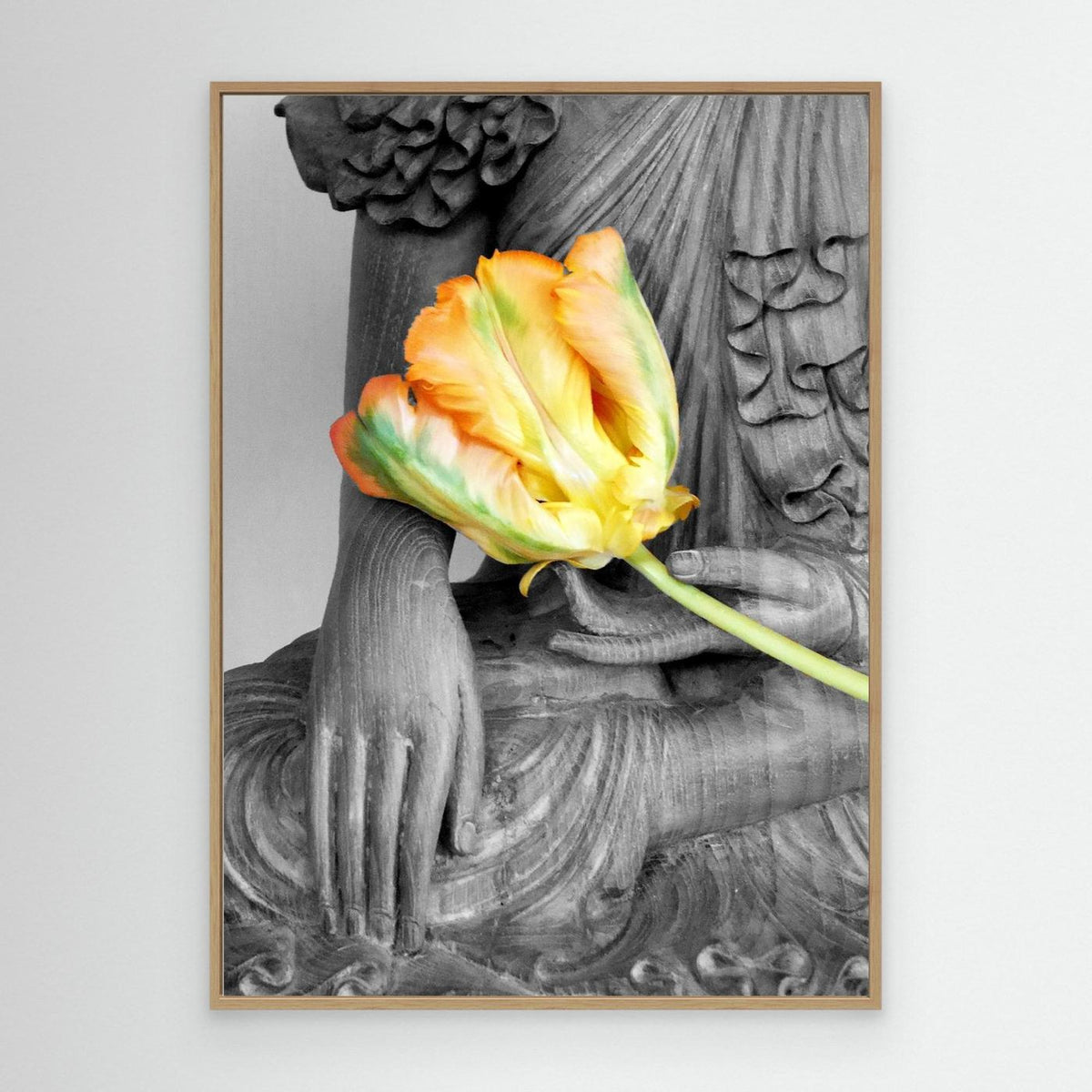 Budda Tulip