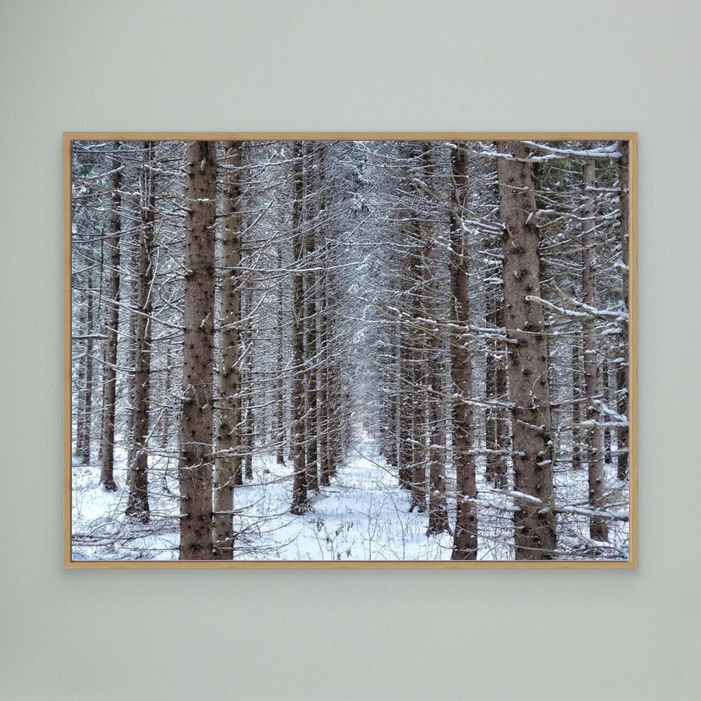 Forest field II