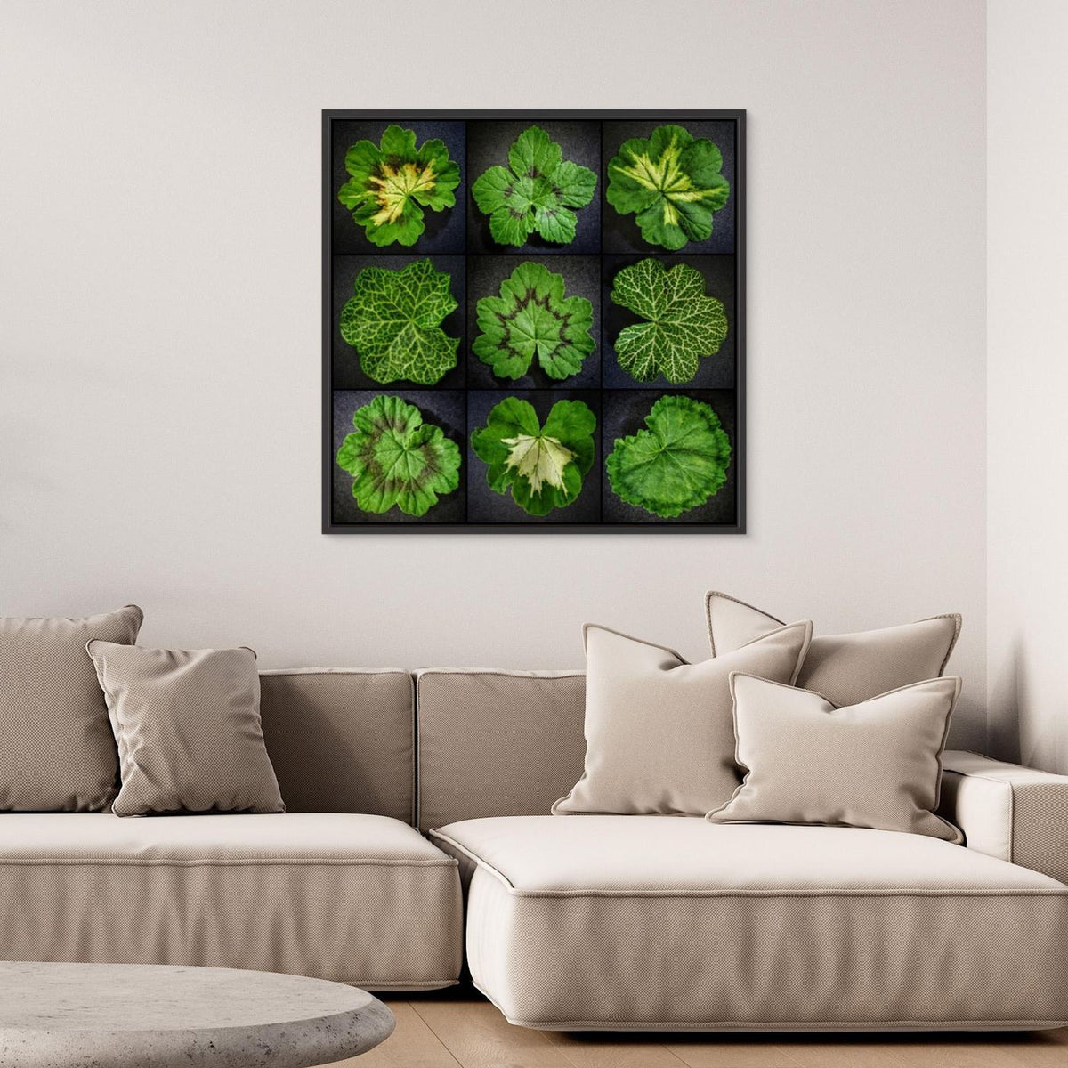 Pelargonium Leafs
