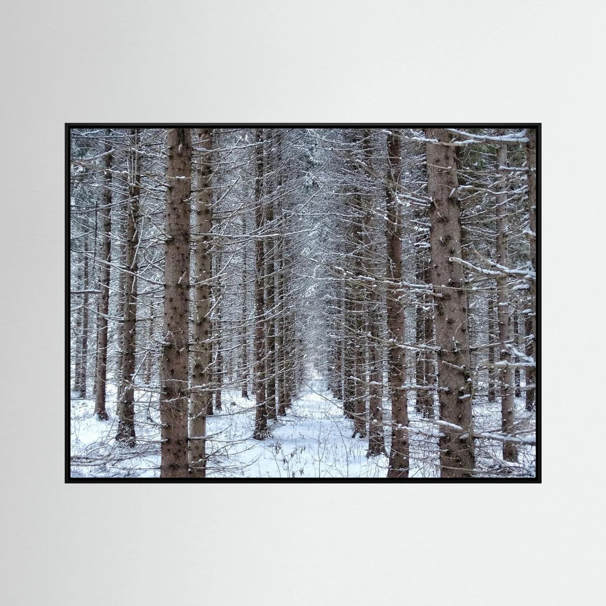 Forest field II