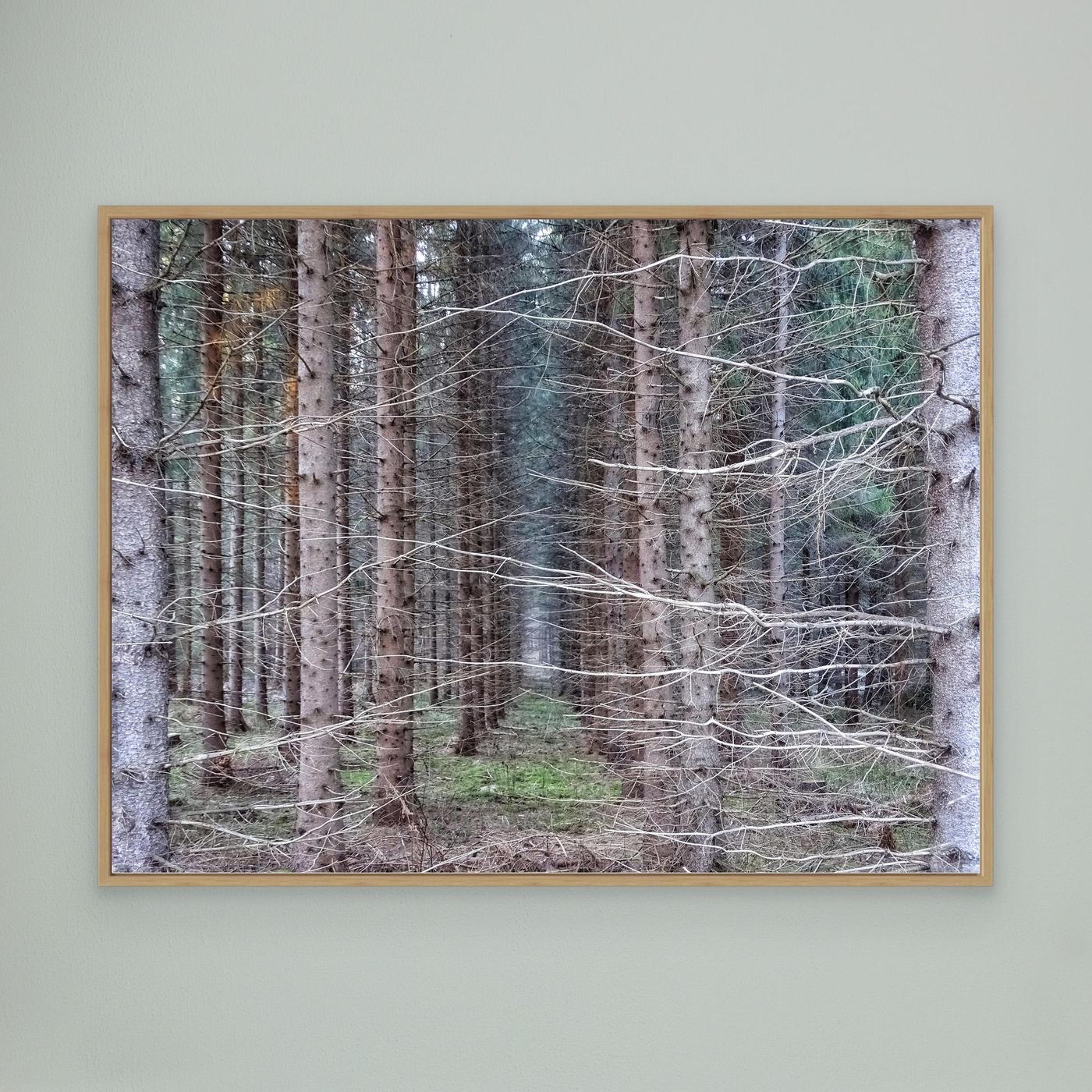Forest Field I