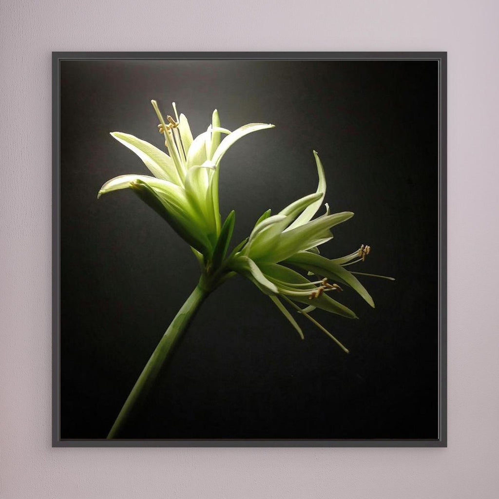 Amaryllis Evergreen