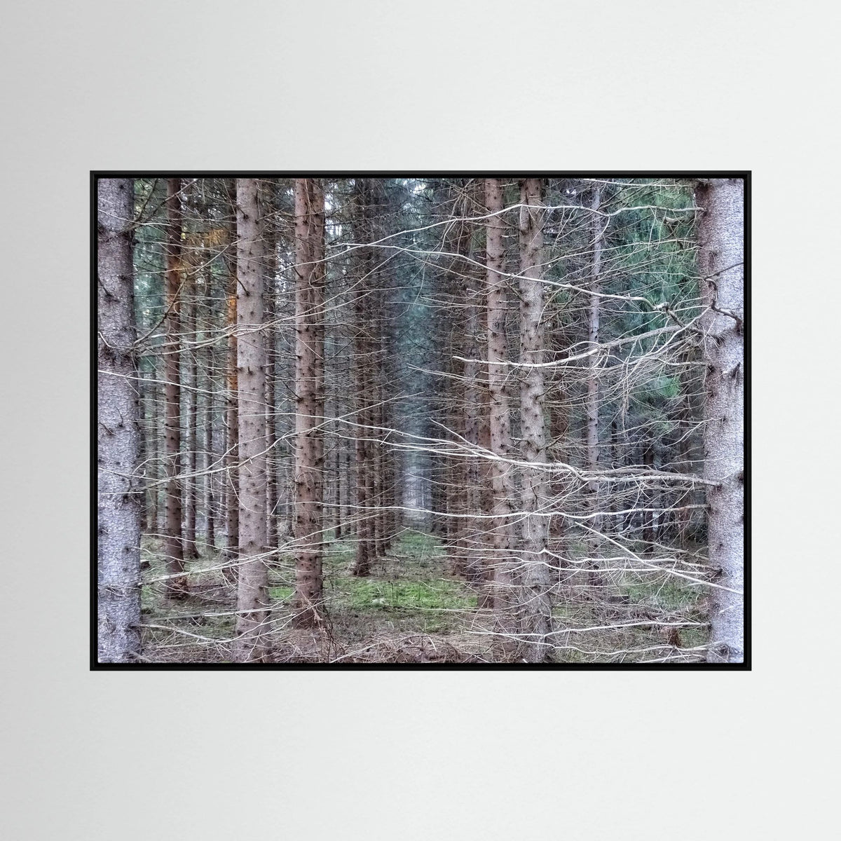 Forest Field I