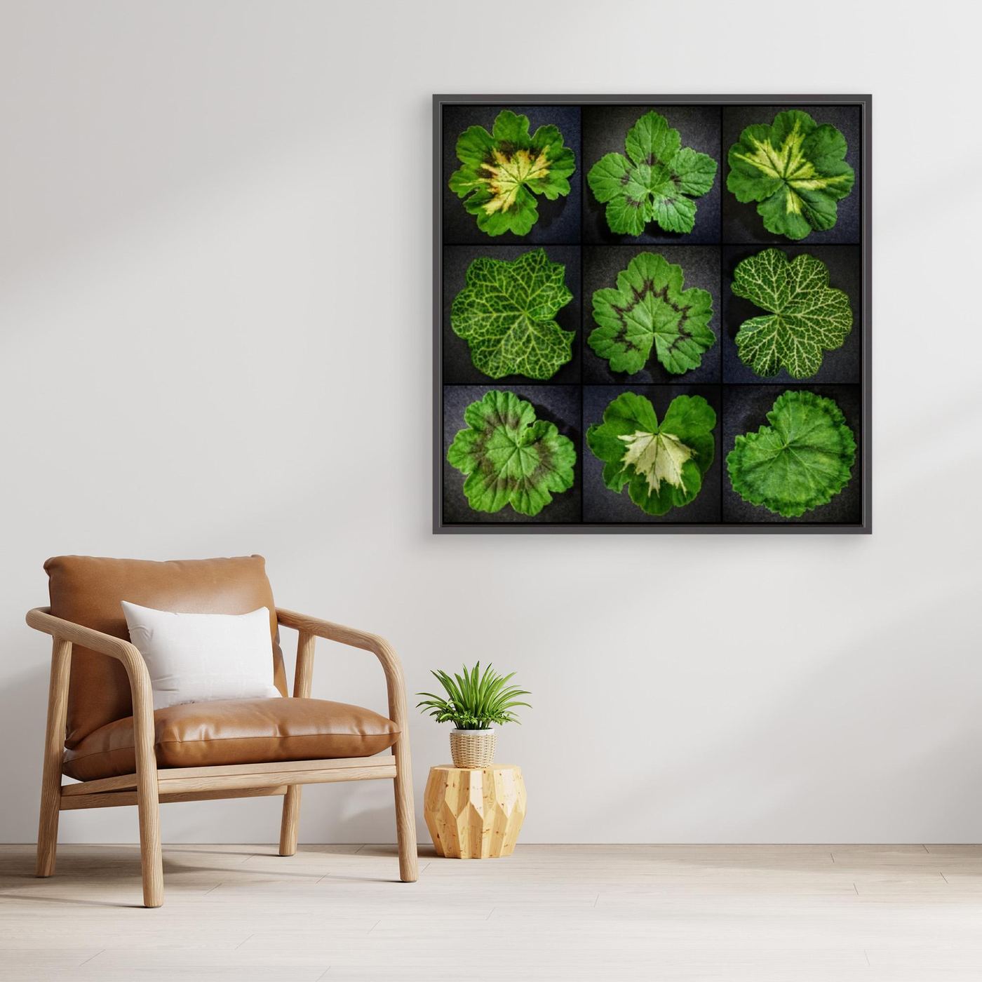 Pelargonium Leafs