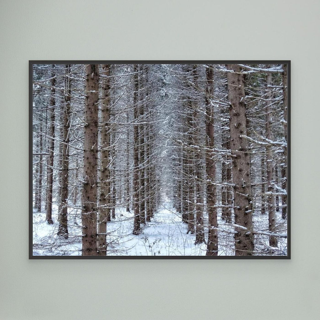 Forest field II