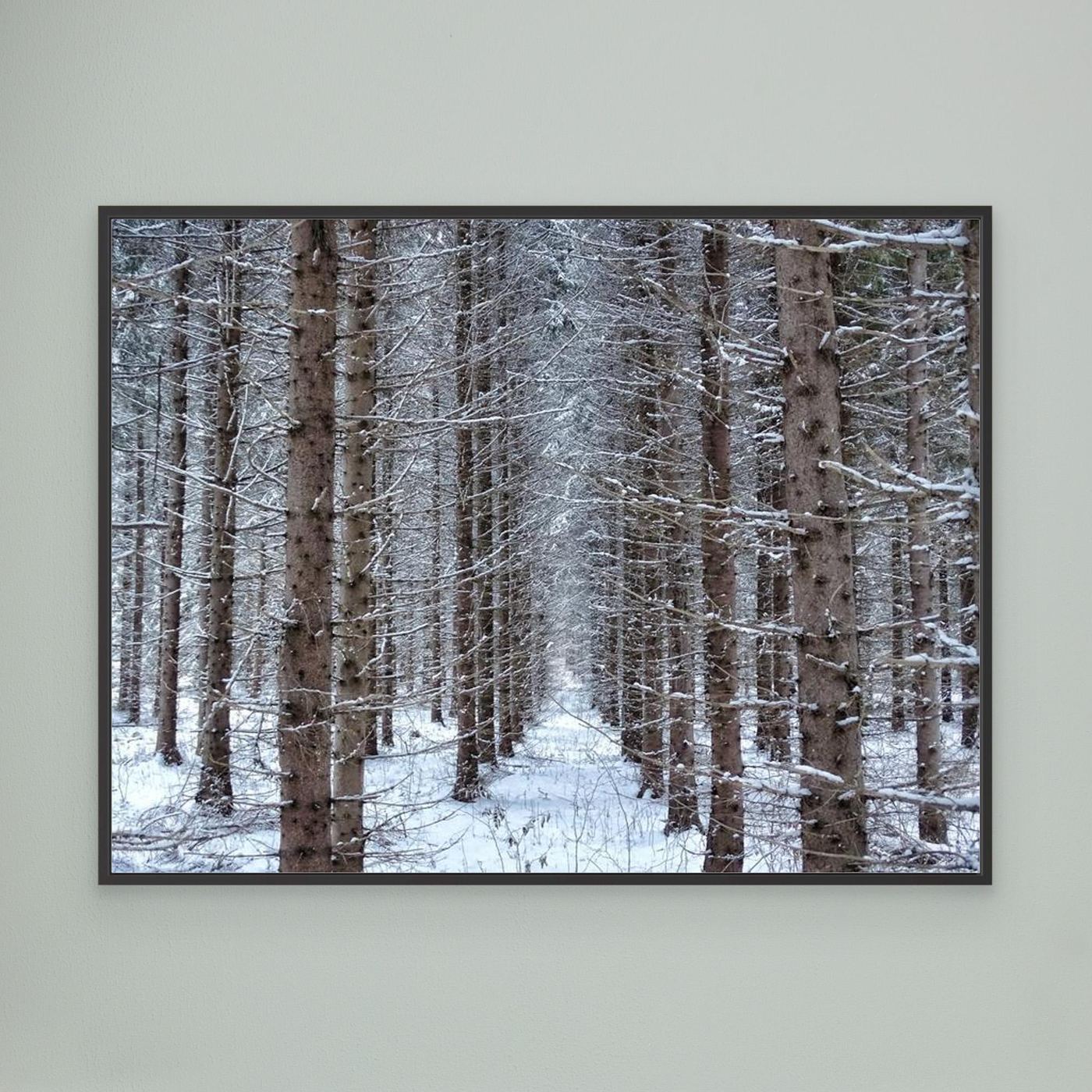 Forest field II