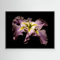 Iris Portland
