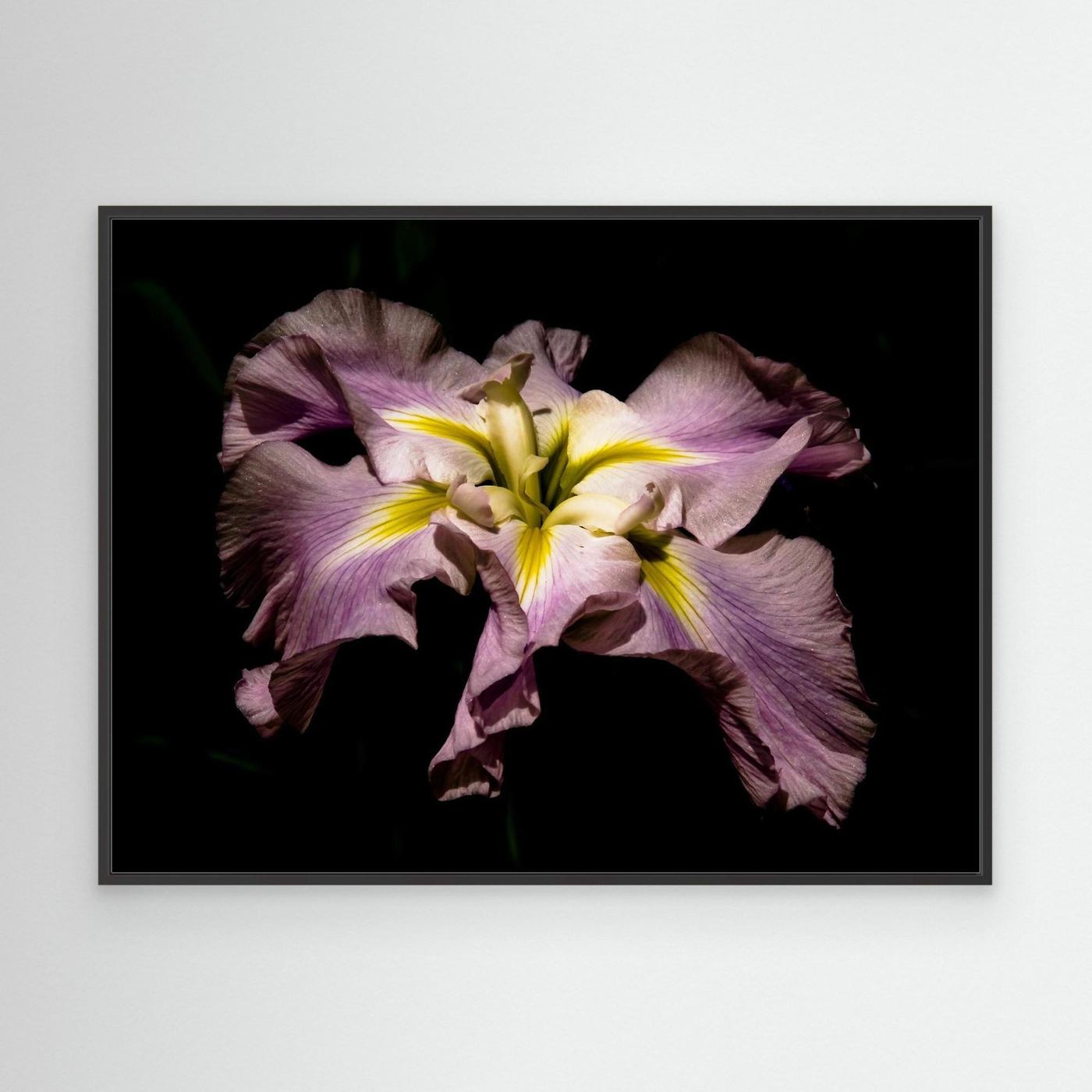 Iris Portland
