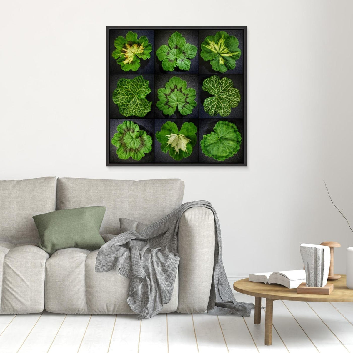 Pelargonium Leafs