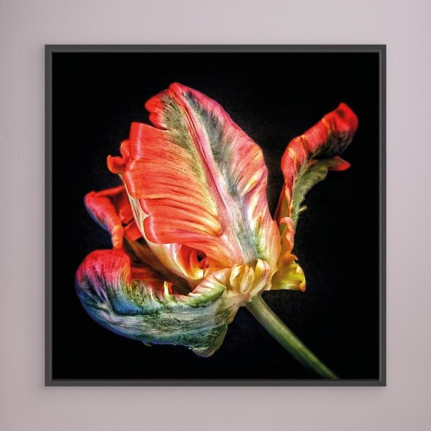 Tulpan Parrot Tulip