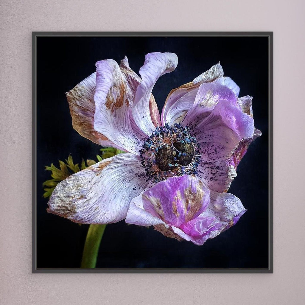 Bedagad Anemone II Faded