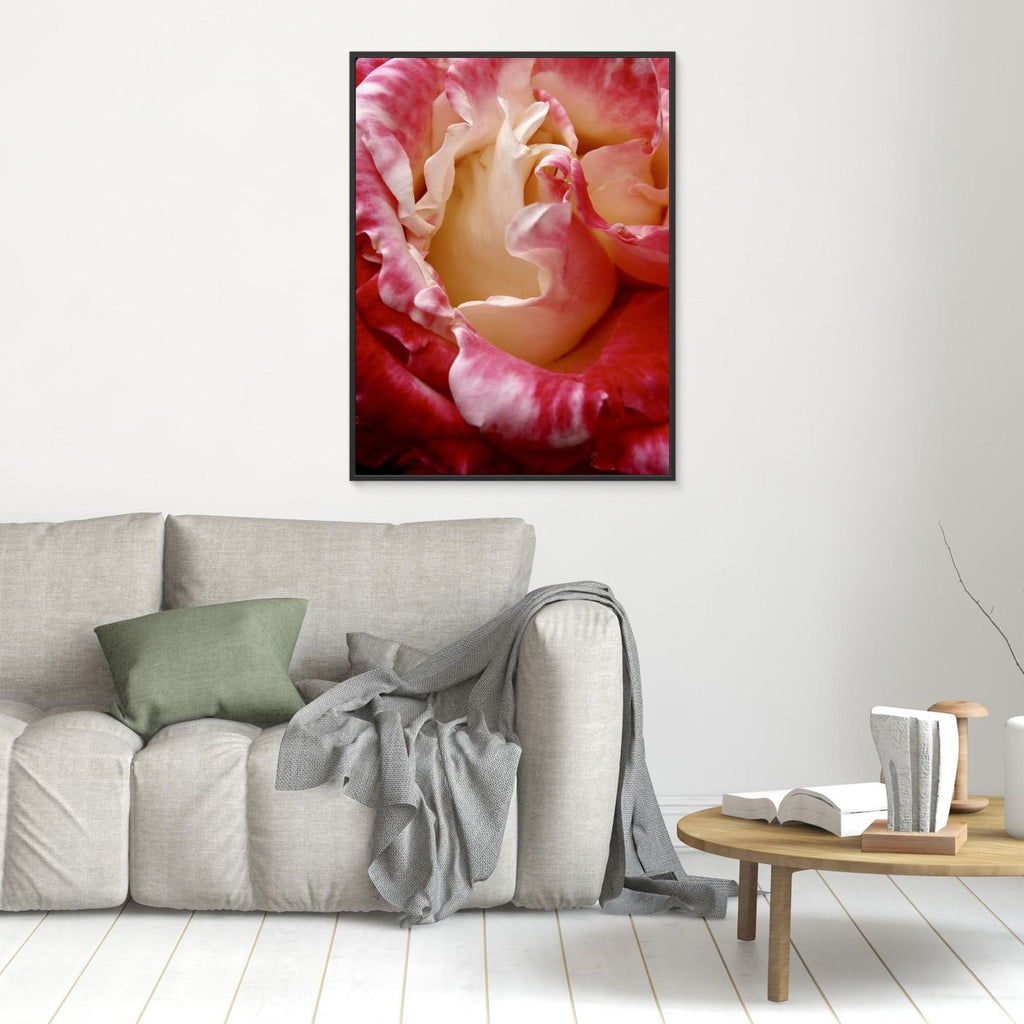 Ros Portland Rose