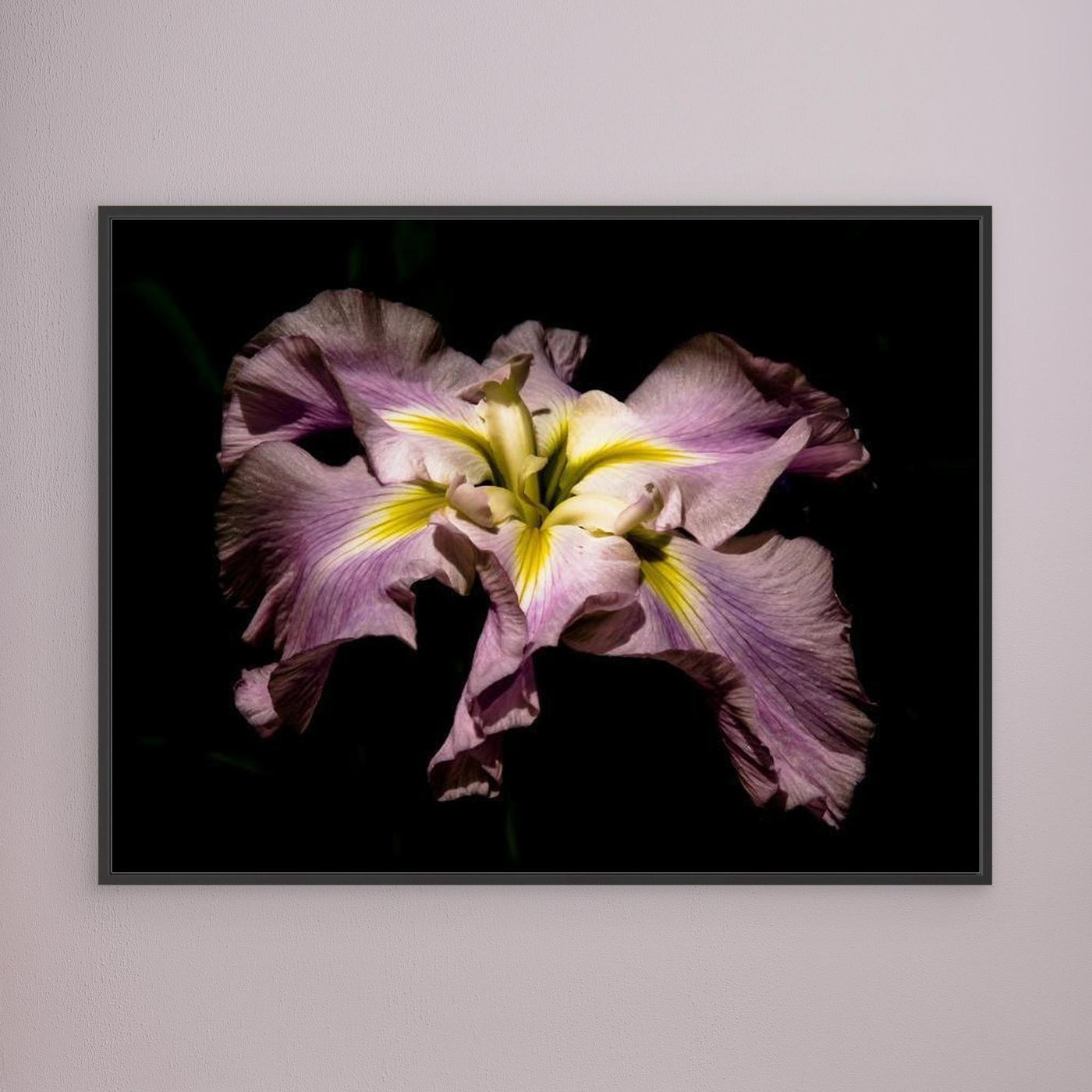 Iris Portland
