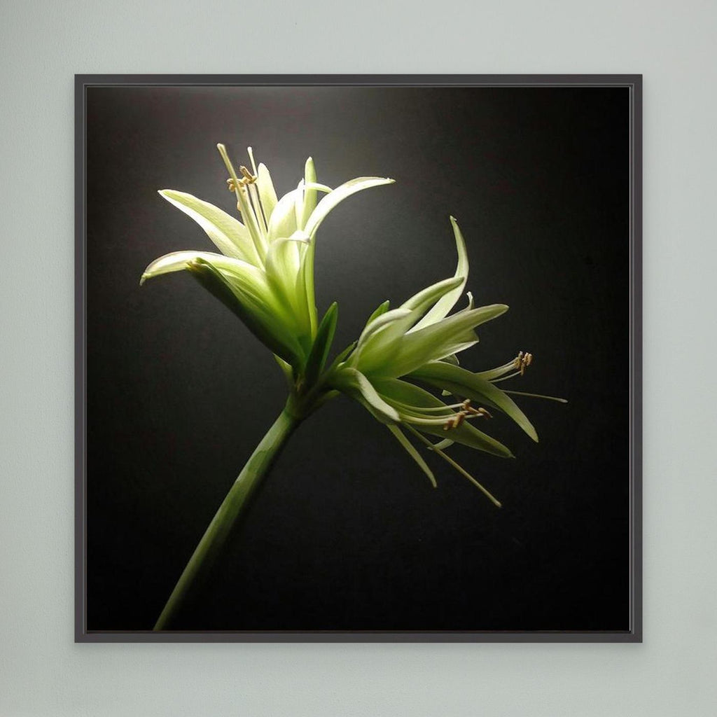 Amaryllis Evergreen