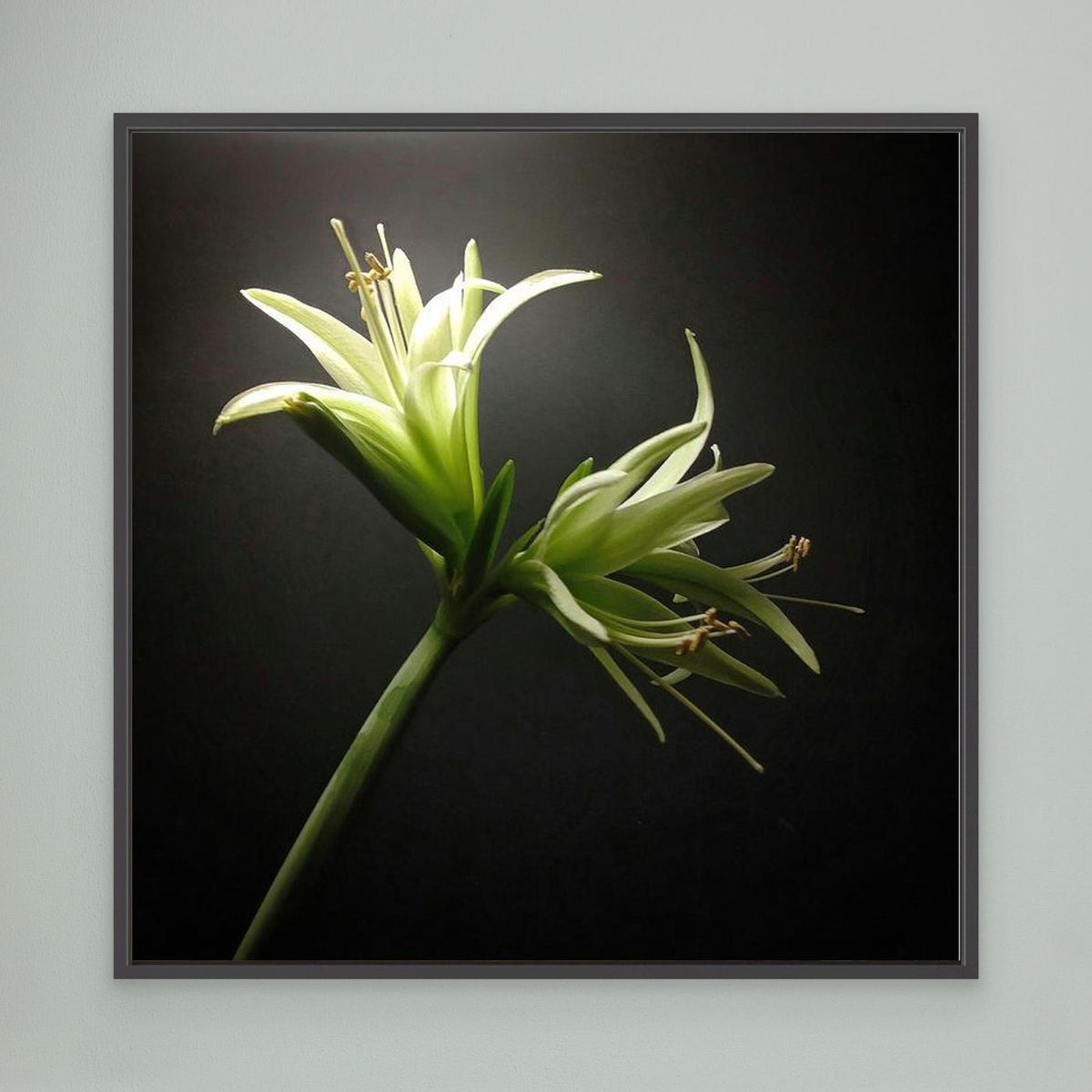 Amaryllis Evergreen