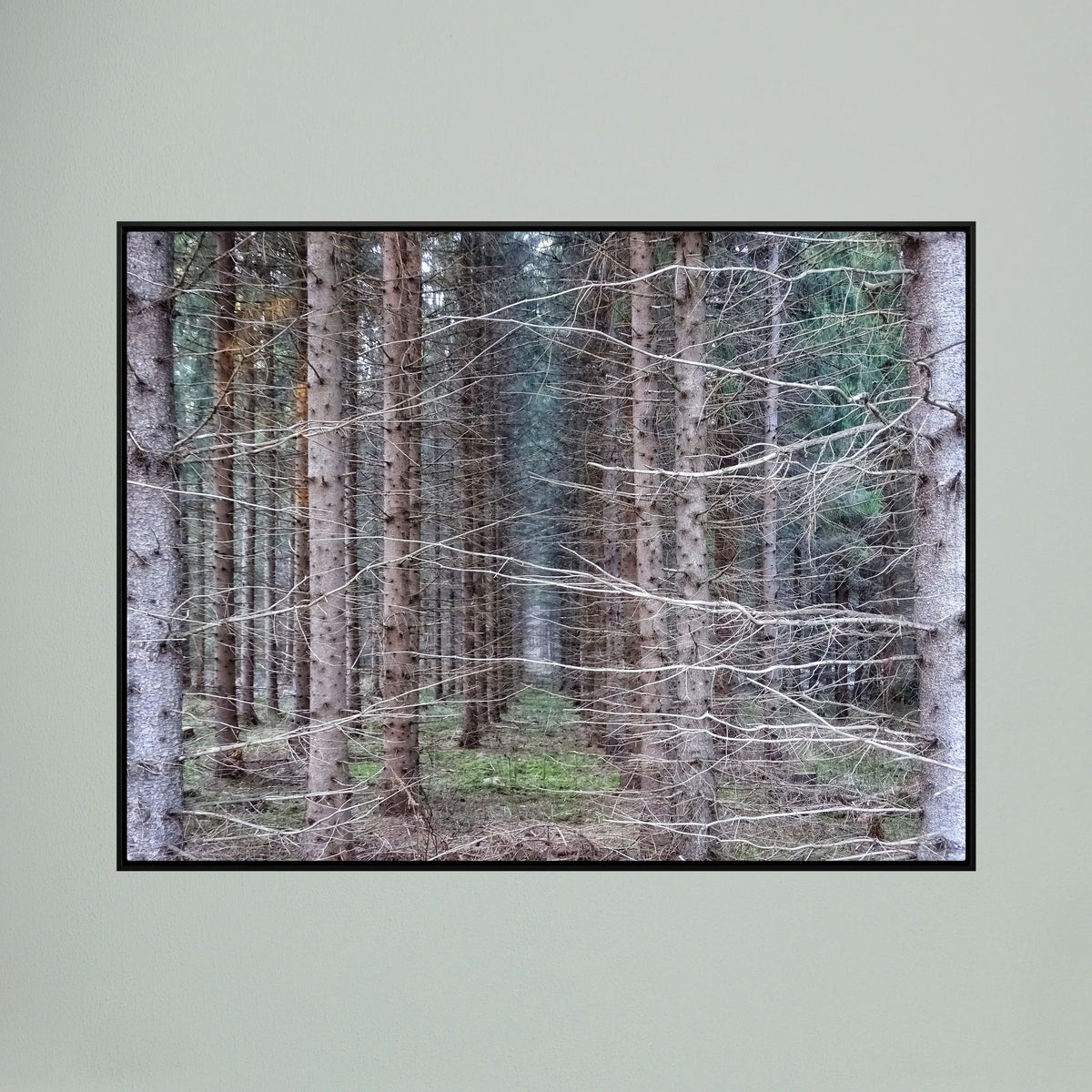 Forest Field I