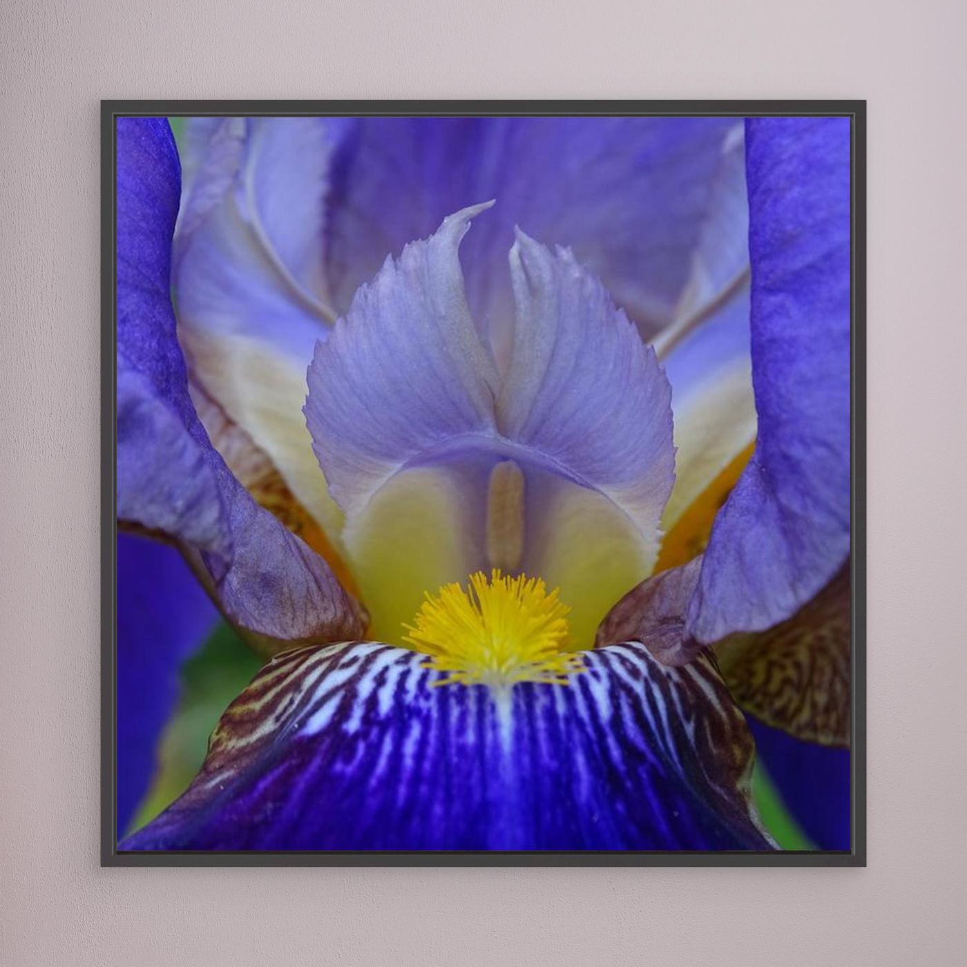 Blå Iris Blue