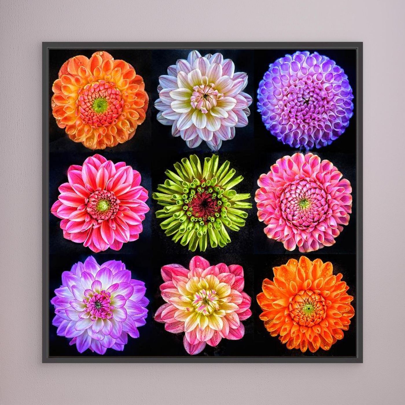 Dahlias & Zinnia