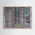 Forest Field I