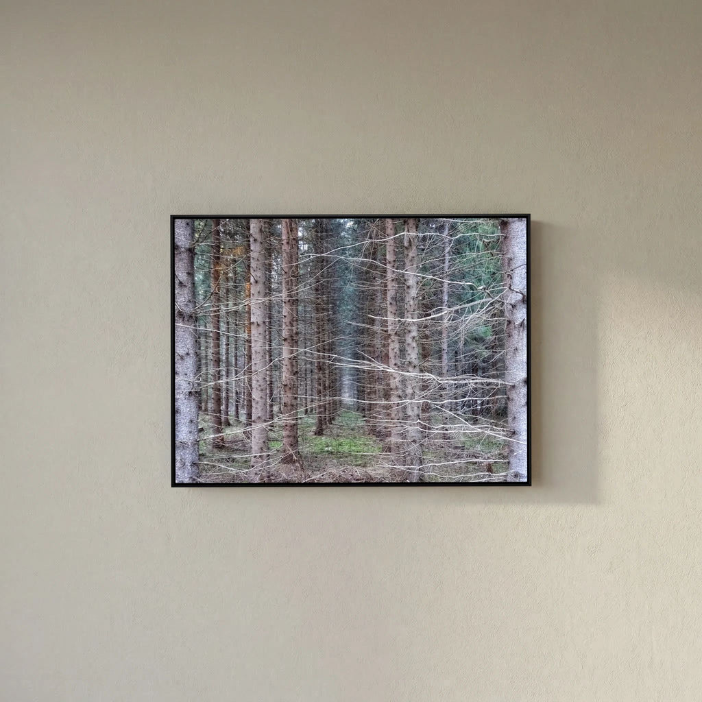 Forest Field I