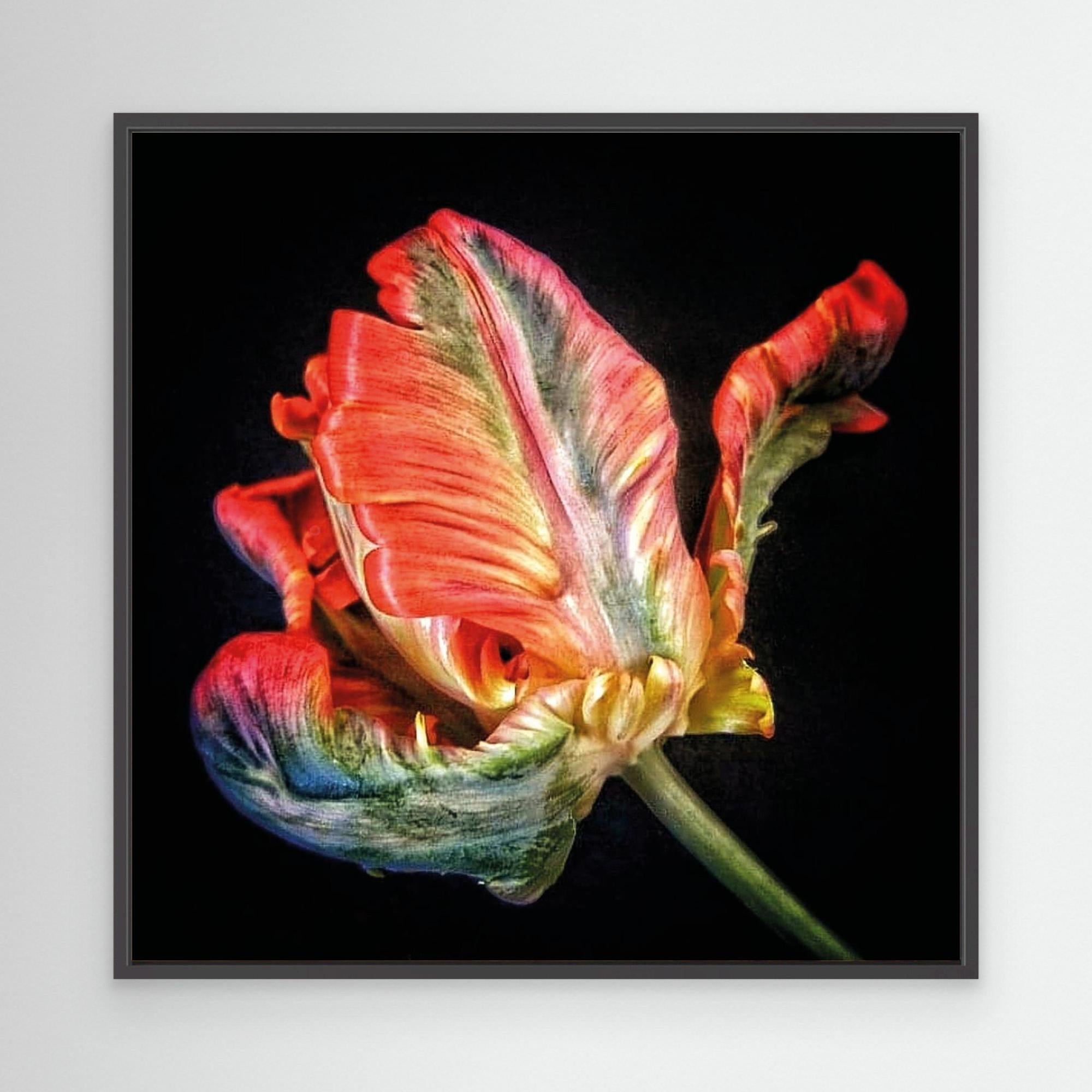 Tulpan Parrot Tulip