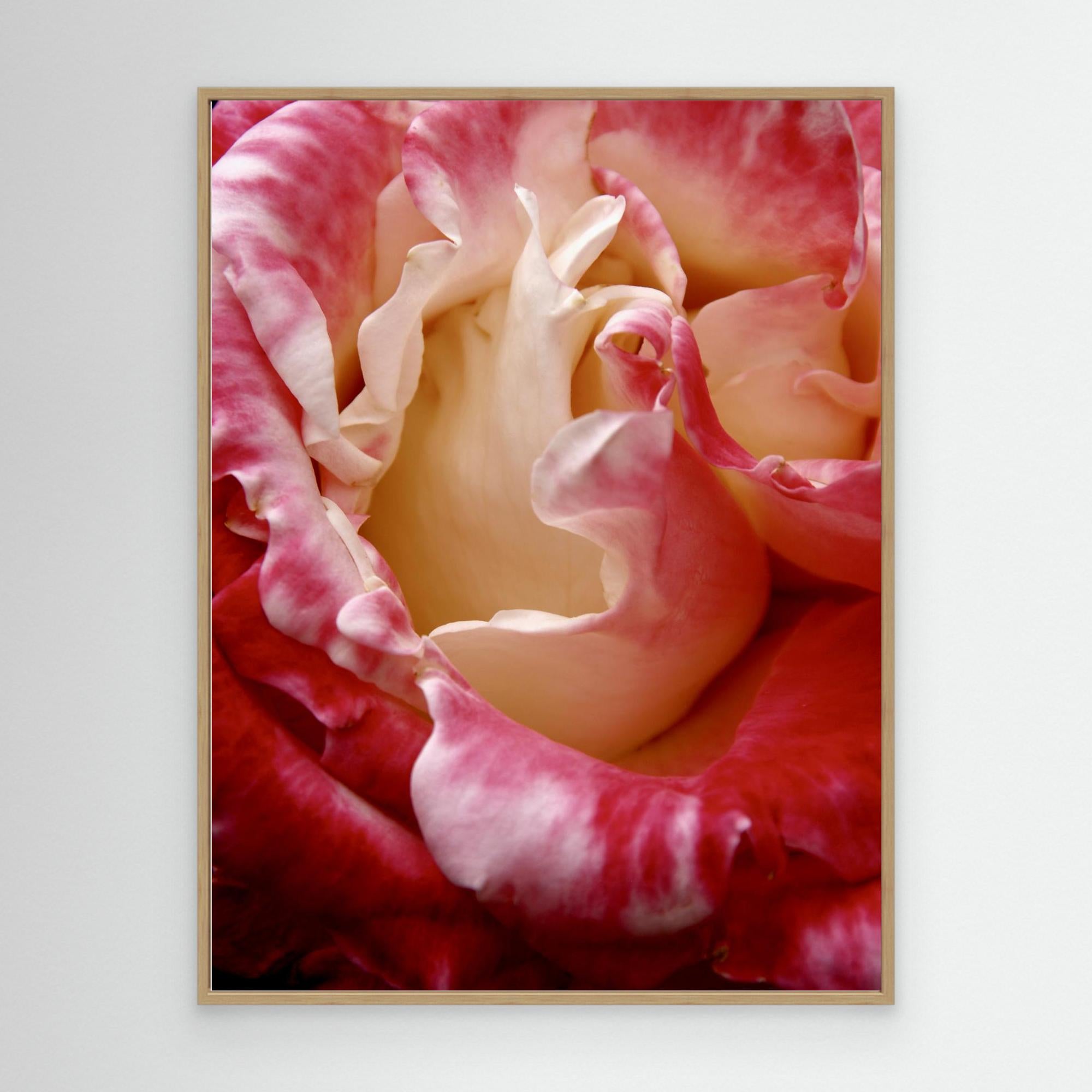 Ros Portland Rose