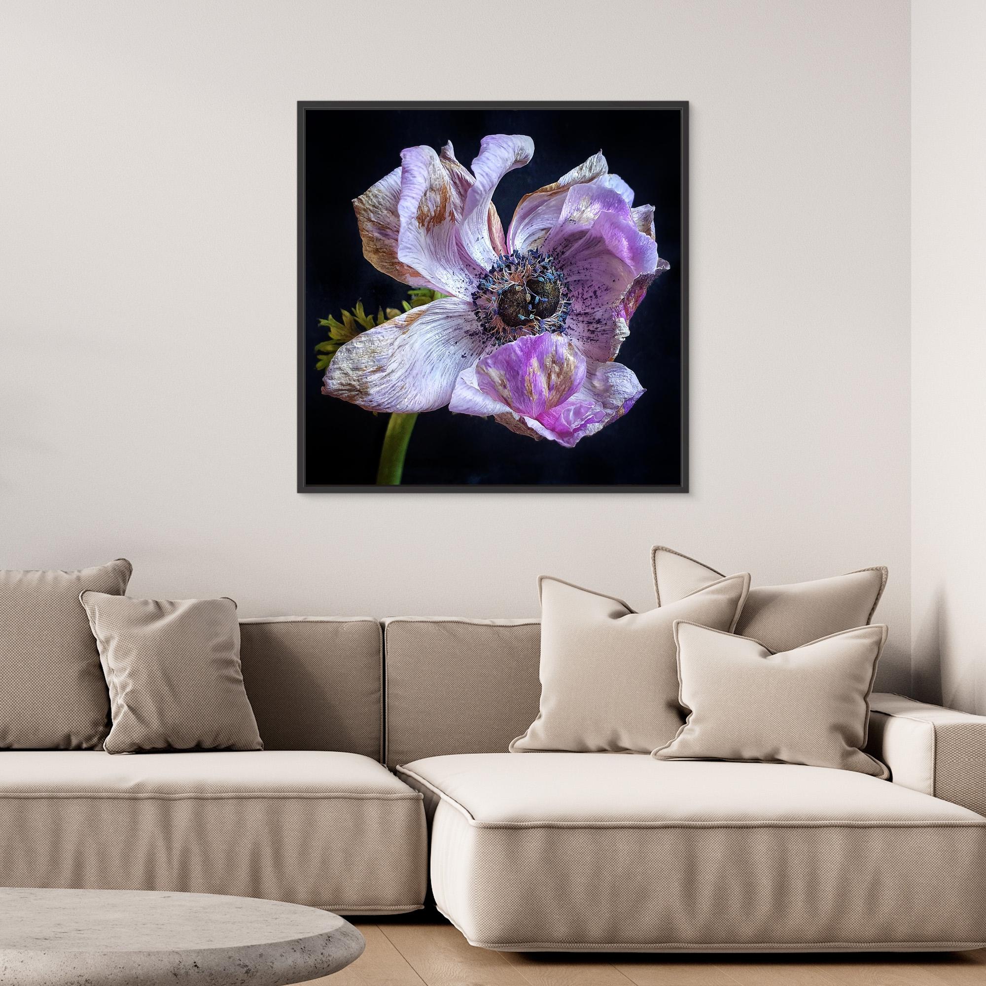 Bedagad Anemone II Faded