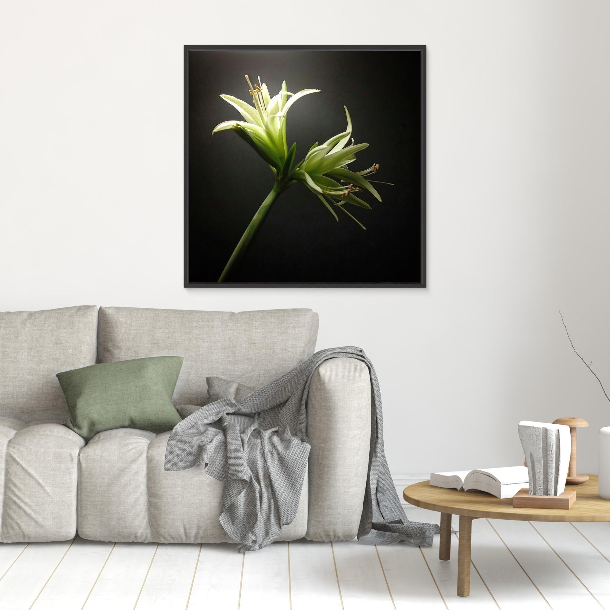 Amaryllis Evergreen