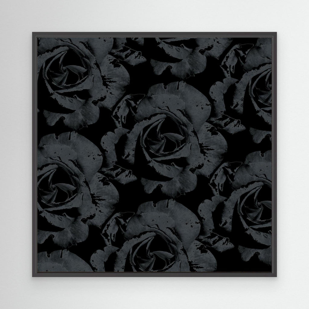 Ros Varas Chile Rose 05