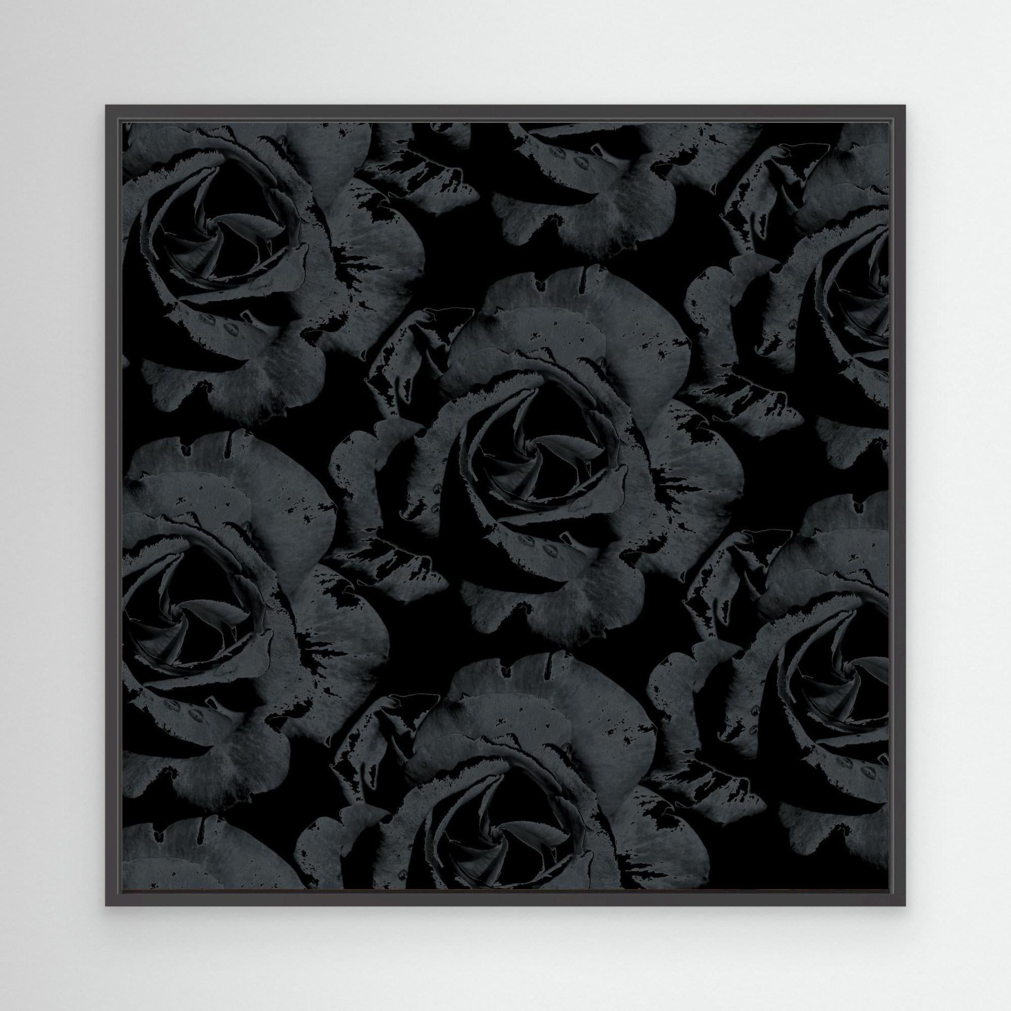 Ros Varas Chile Rose 05