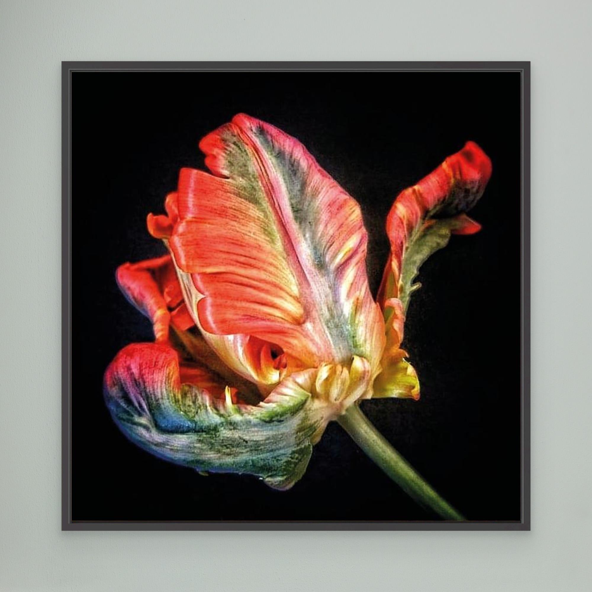 Tulpan Parrot Tulip
