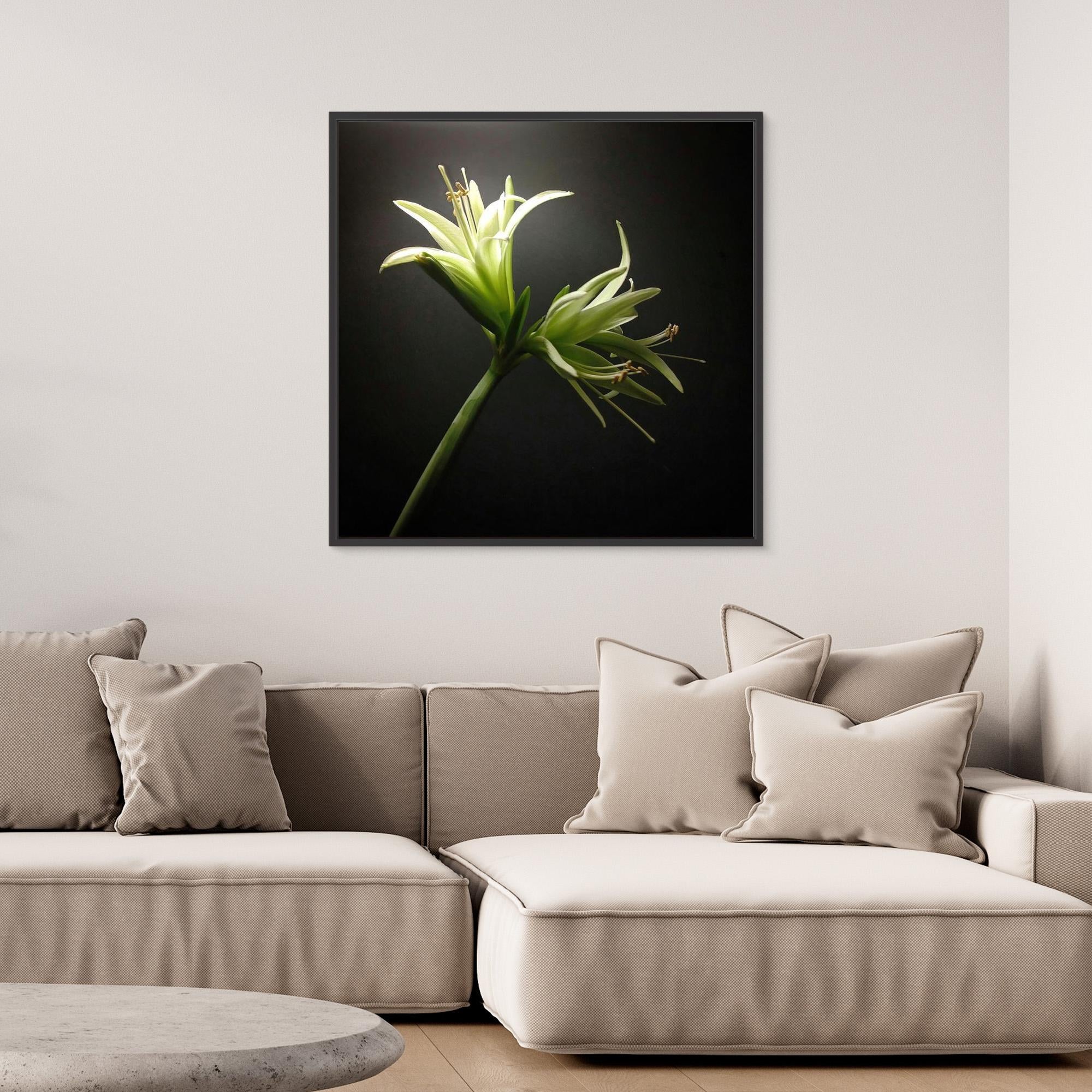 Amaryllis Evergreen