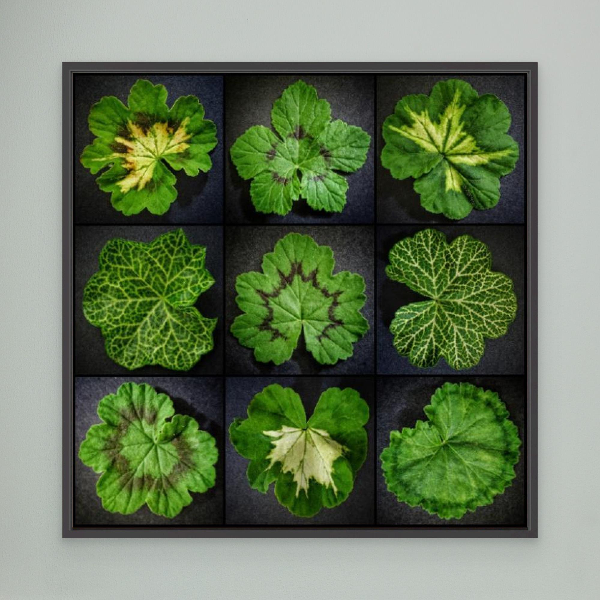Pelargonium Leafs