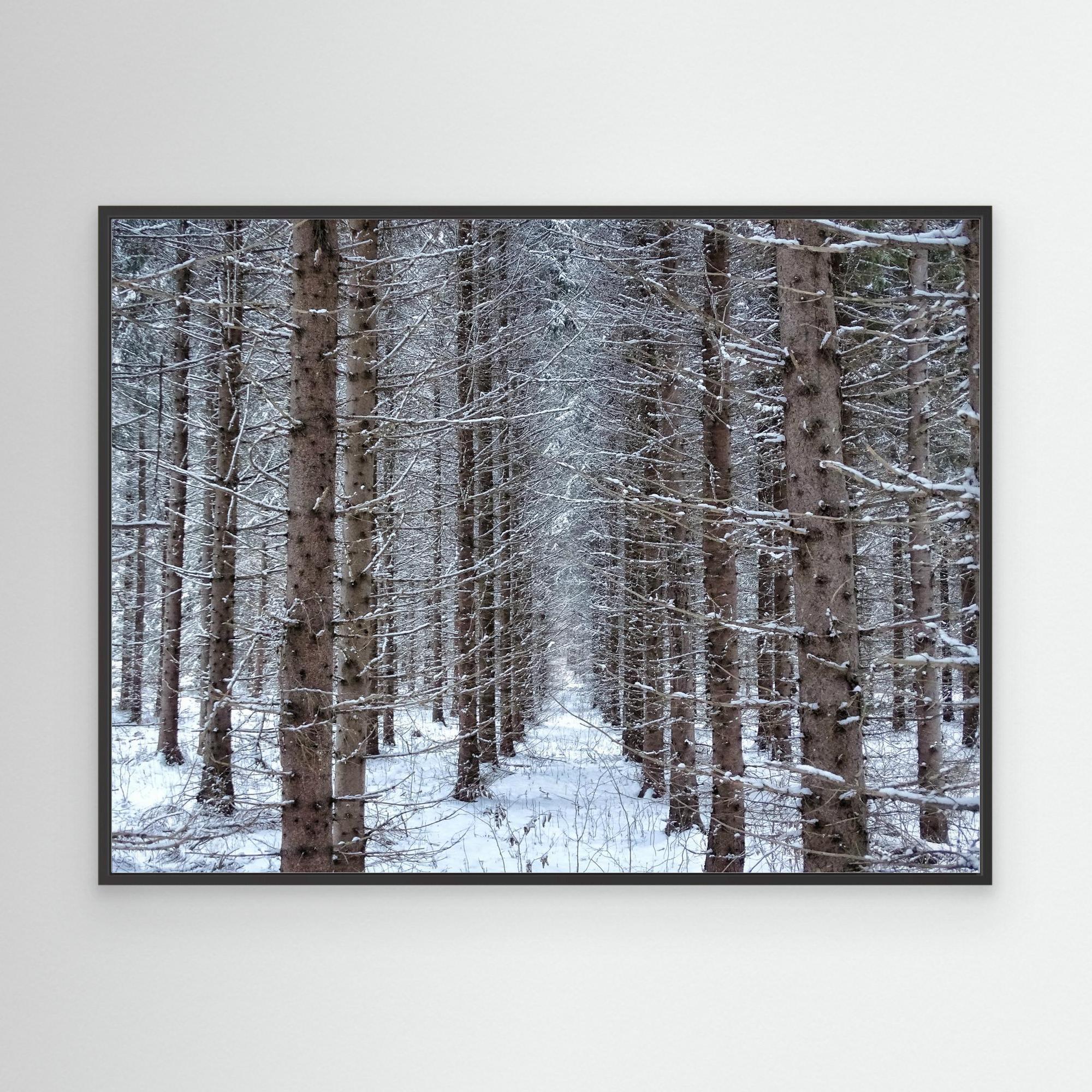 Skogsåker Vinter Forest field