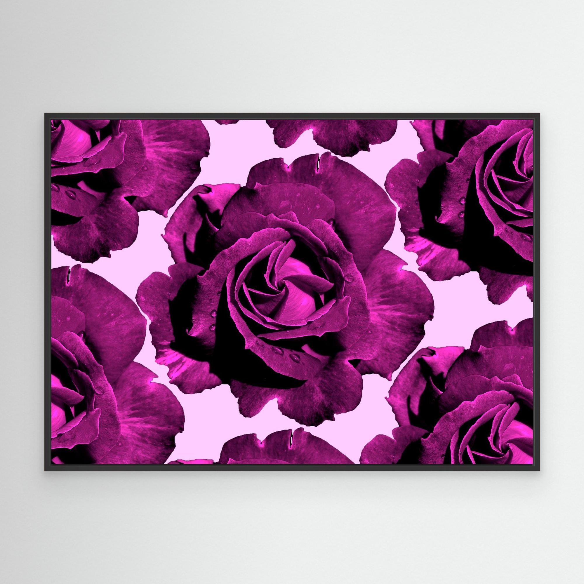 Ros Varas Chile Rose 07