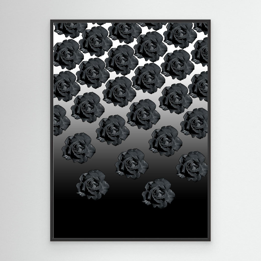 Ros Varas Chile Rose 04