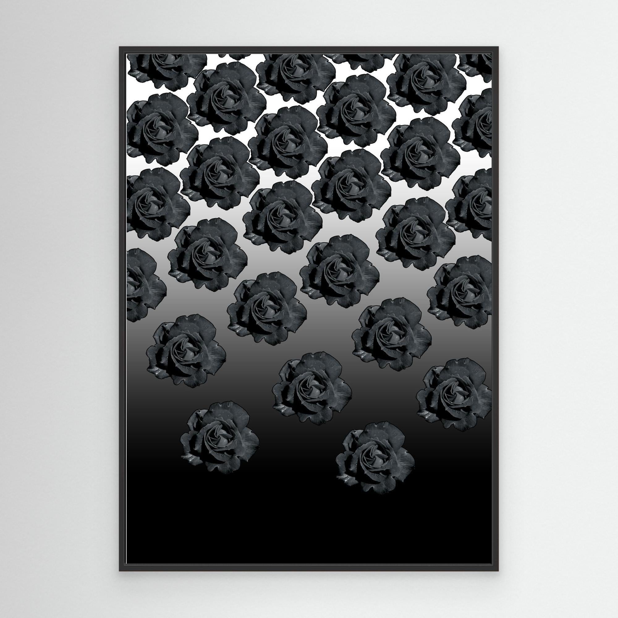 Ros Varas Chile Rose 04